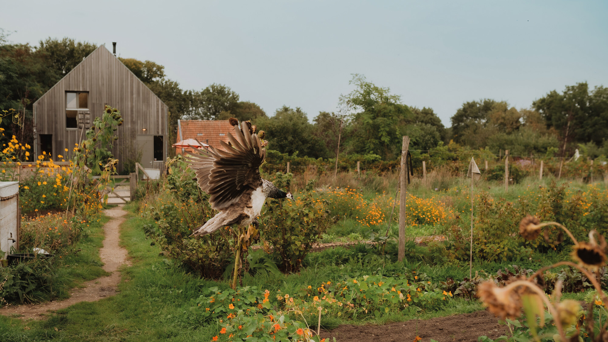 Kien-van-Hövell-tot-Westerflier