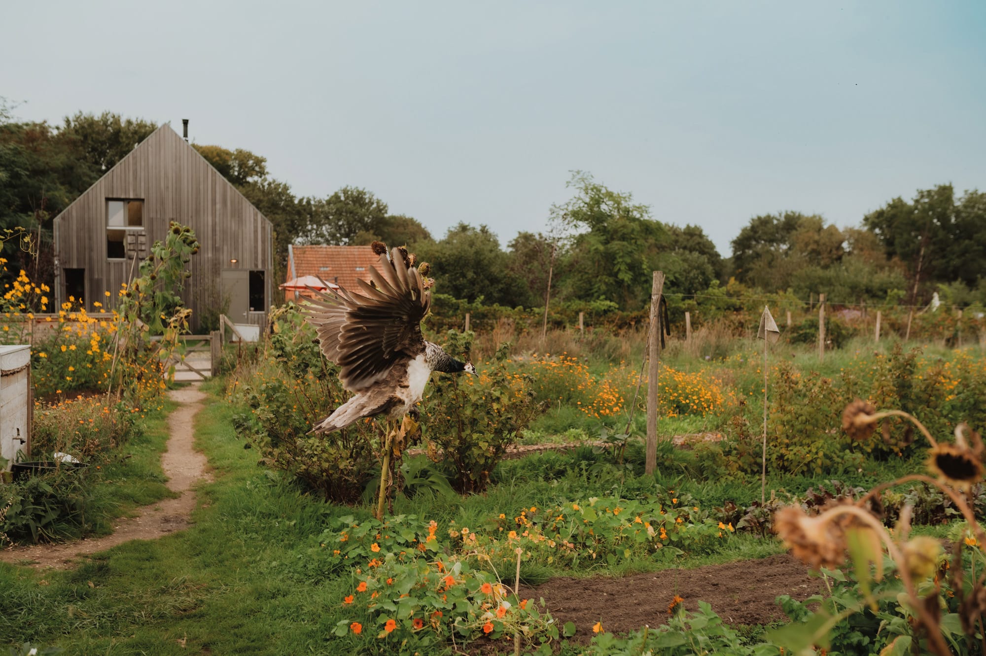 Kien-van-H&ouml;vell-tot-Westerflier
