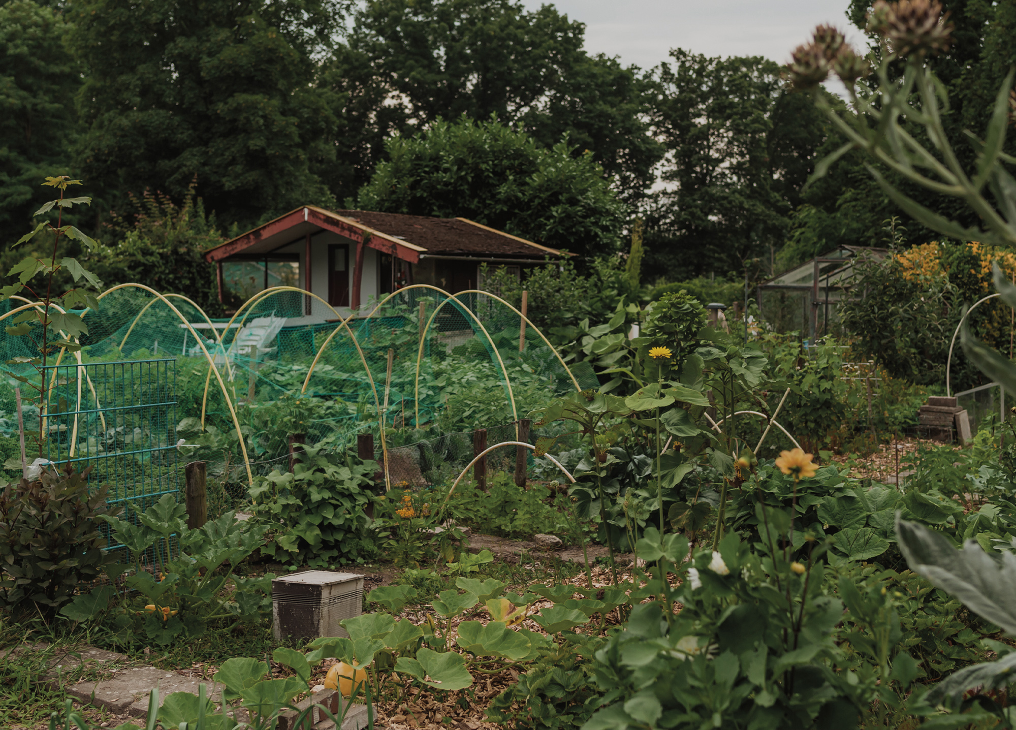 De courgette